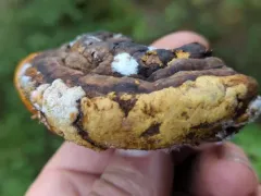 ochre cushion thumbnail 4