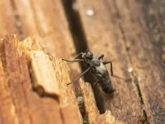 Chersodromia parallela thumbnail 1