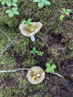 Russula occidentalis thumbnail 2