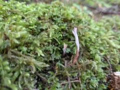 Clavulina castaneipes thumbnail 2