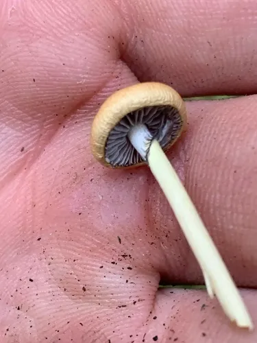 Protostropharia alcis