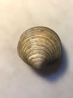 Ringed Lucine thumbnail 3