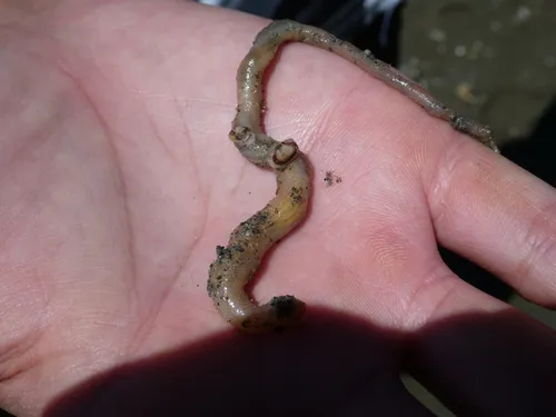 Sea-cucumber Galeommatid