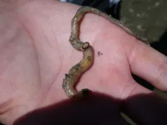 Sea-cucumber Galeommatid thumbnail 1