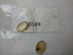 California Softshell thumbnail 2
