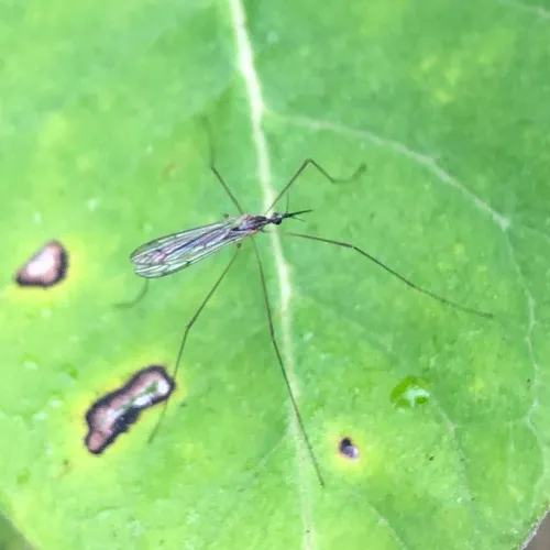 Geranomyia diversa