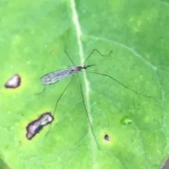 Geranomyia diversa thumbnail 1