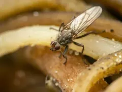 Scathophaga intermedia thumbnail 1