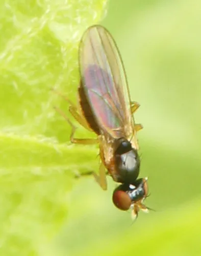 Mumetopia occipitalis