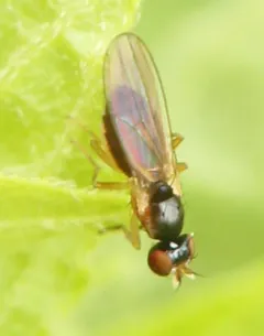 Mumetopia occipitalis thumbnail 1