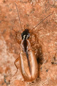 Agonum nigriceps thumbnail 1