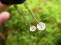 Crinipellis setipes thumbnail 3