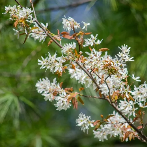 Intermediate Serviceberry