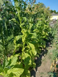 Cultivated tobacco thumbnail 3