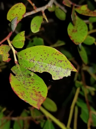 Blueberry Leaf Spot