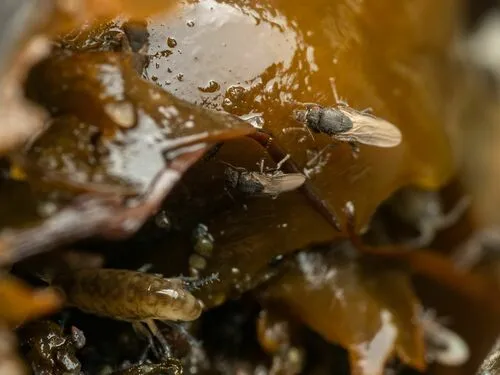Thoracochaeta johnsoni