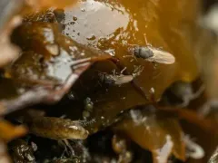 Thoracochaeta johnsoni thumbnail 1