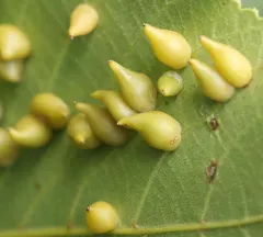 Hickory Onion Gall Midge thumbnail 3
