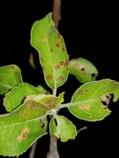Frogeye Leaf Spot thumbnail 3