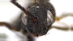 Hyptia harpyoides thumbnail 1