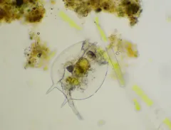 Platyias quadricornis thumbnail 3