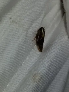 Saratoga Spittlebug thumbnail 3