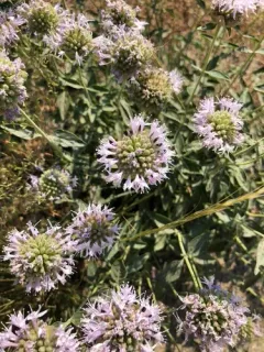 Coyote Mint thumbnail 2