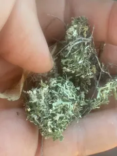 Robbins' Cup Lichen thumbnail 1