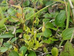 samiland gentian thumbnail 3