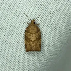 Woodgrain Leafroller Moth thumbnail 4