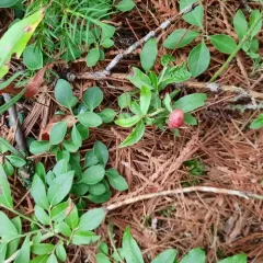 Blueberry Stem Gall Wasp thumbnail 4