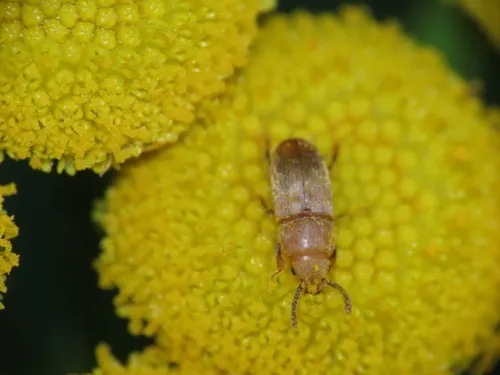 Antherophagus pallidivestis