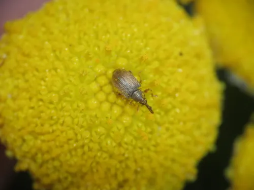 Acalyptus carpini