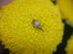 Acalyptus carpini thumbnail 1