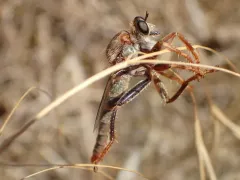 Scleropogon bradleyi thumbnail 2