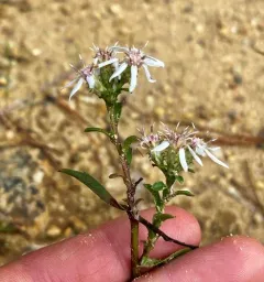 toothed white-topped aster thumbnail 2