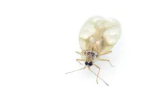 Rhododendron Lace Bug thumbnail 2