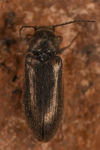 Decorated Click Beetle
