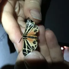 Harnessed Tiger Moth thumbnail 1