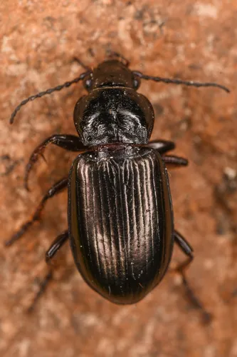 Stereocerus haematopus