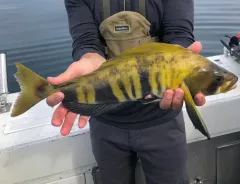 Atka Mackerel thumbnail 3