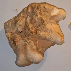 Hydnum washingtonianum thumbnail 4