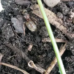 Turfgrass Ant thumbnail 2