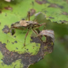 Tree Damsel Bug thumbnail 2