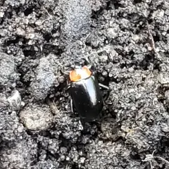 Spinach Flea Beetle thumbnail 2