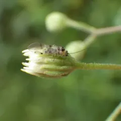 Teliapsocus conterminus thumbnail 1