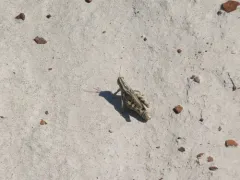 Thistle Grasshopper thumbnail 3