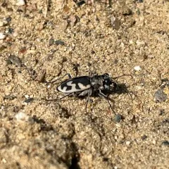 Big Sand Tiger Beetle thumbnail 4