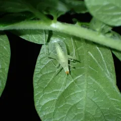 Snowy Tree Cricket thumbnail 3