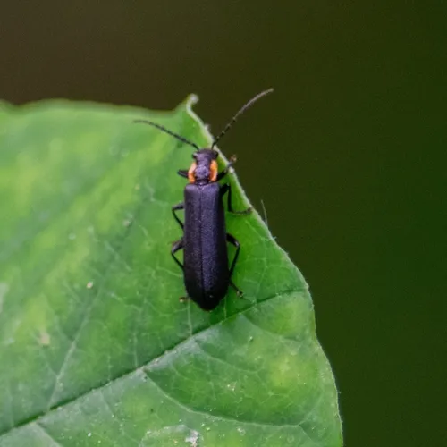 Podabrus frater